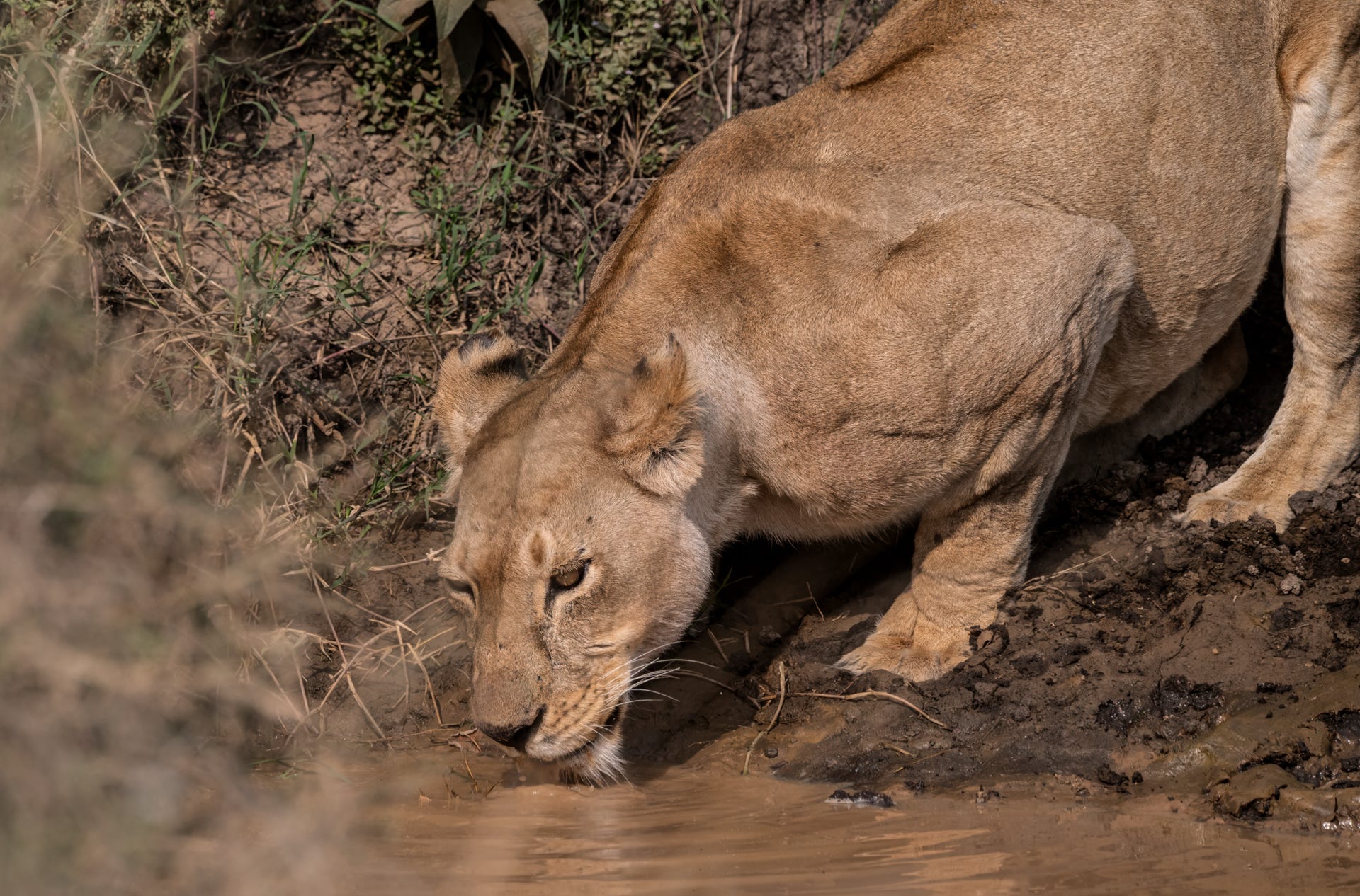 lion