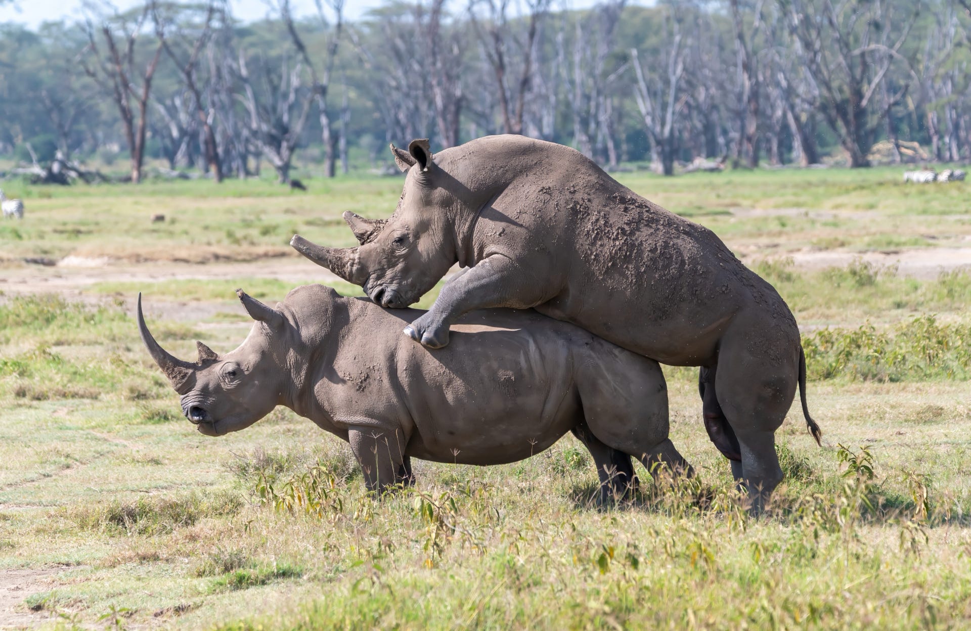 rhino