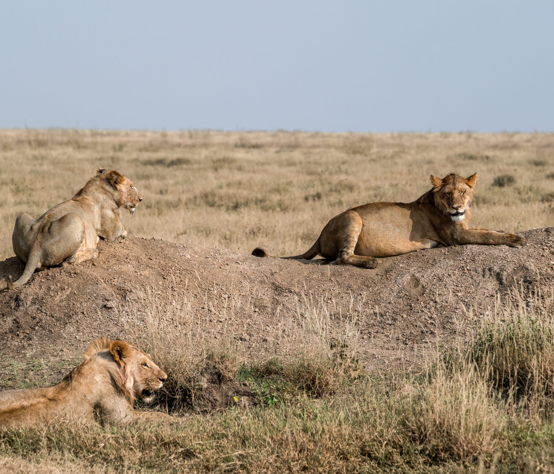 lion