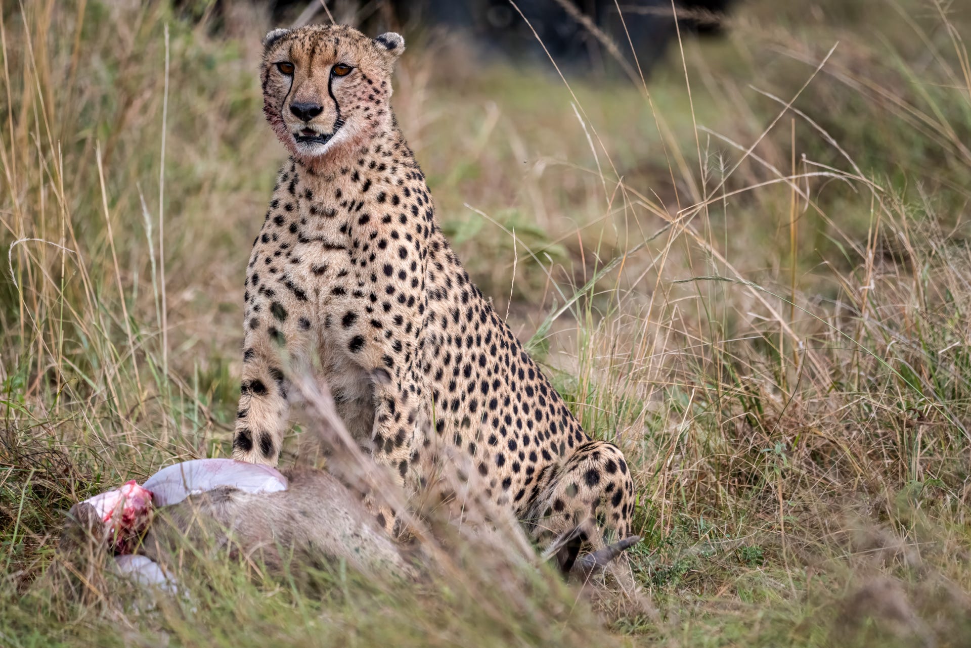 cheetah