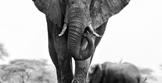 wildlife photography