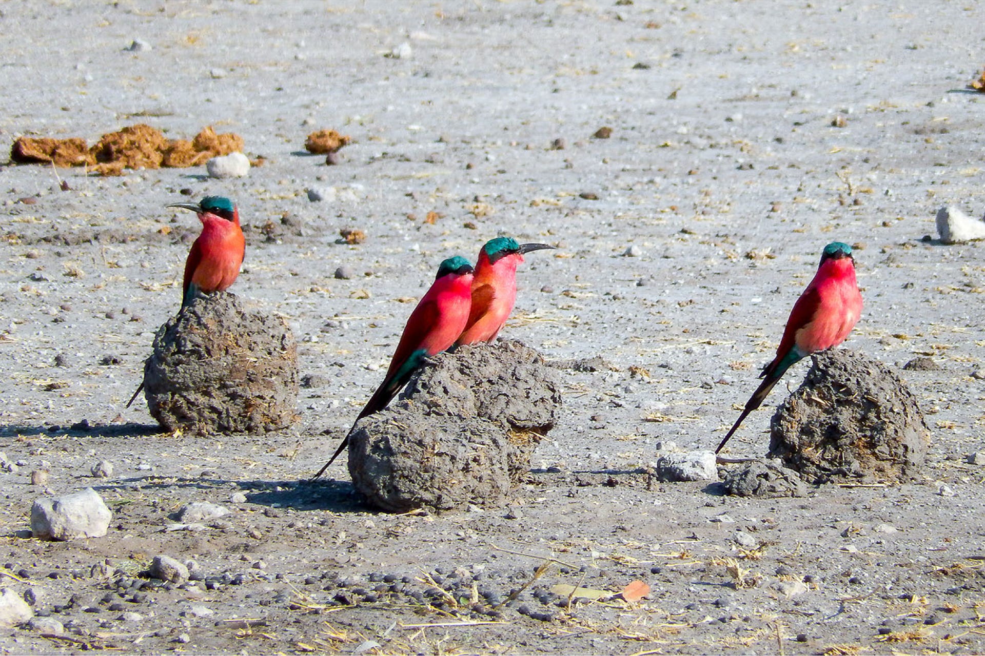 birds